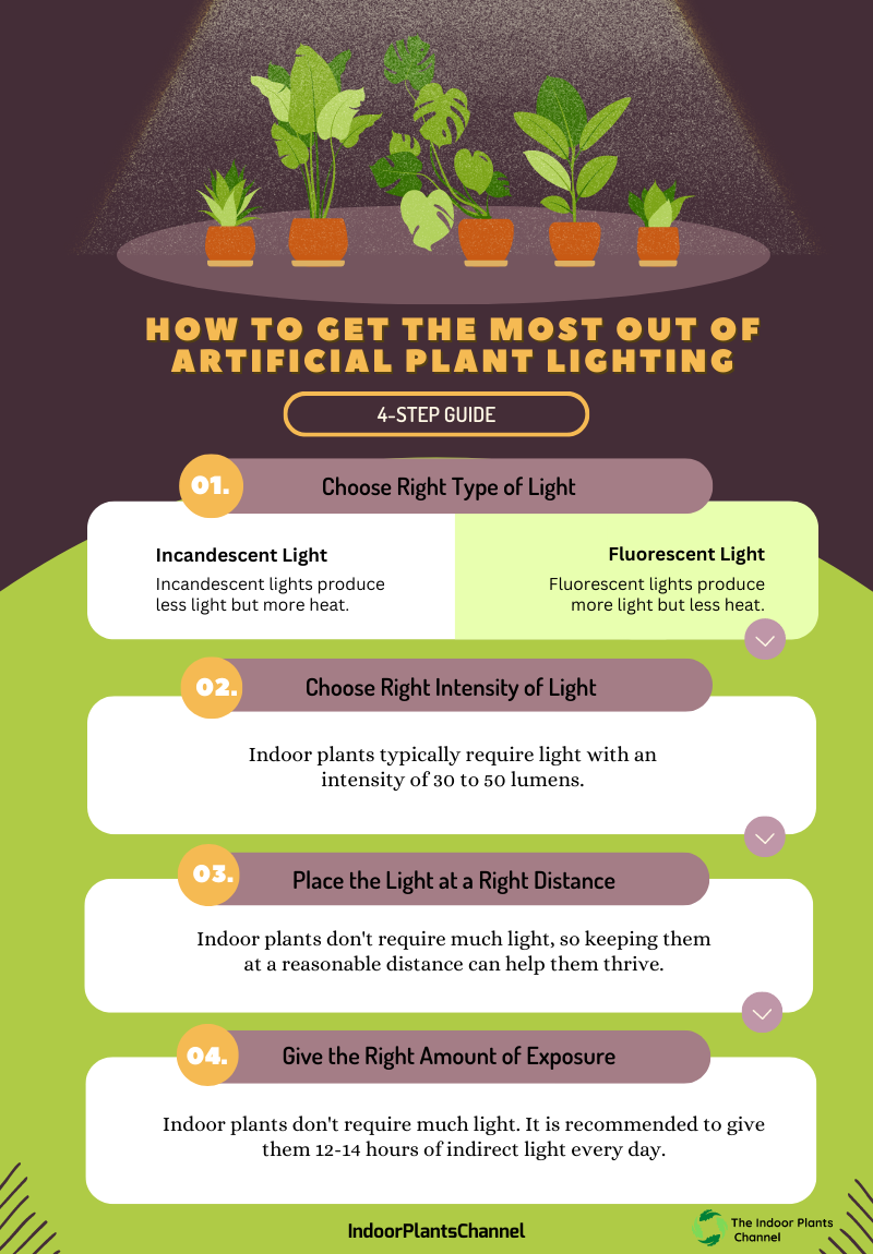 Light Requirements For Indoor Plants