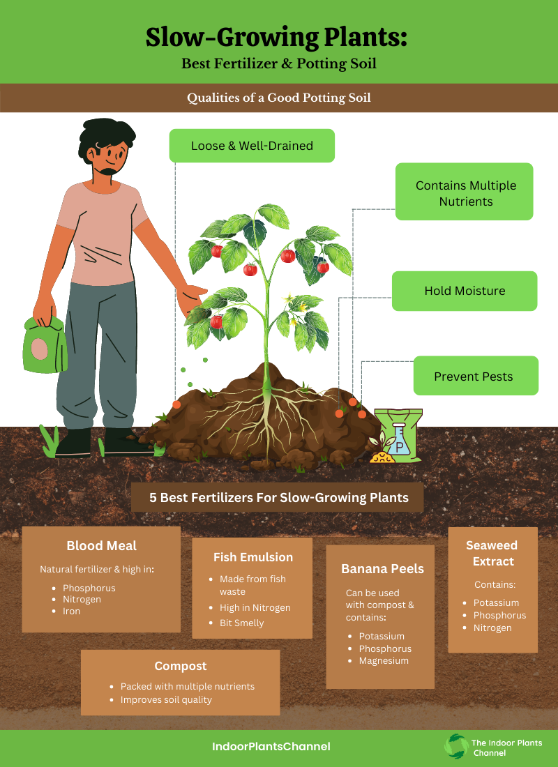 The Best Fertilizer For Slow-growing Plants