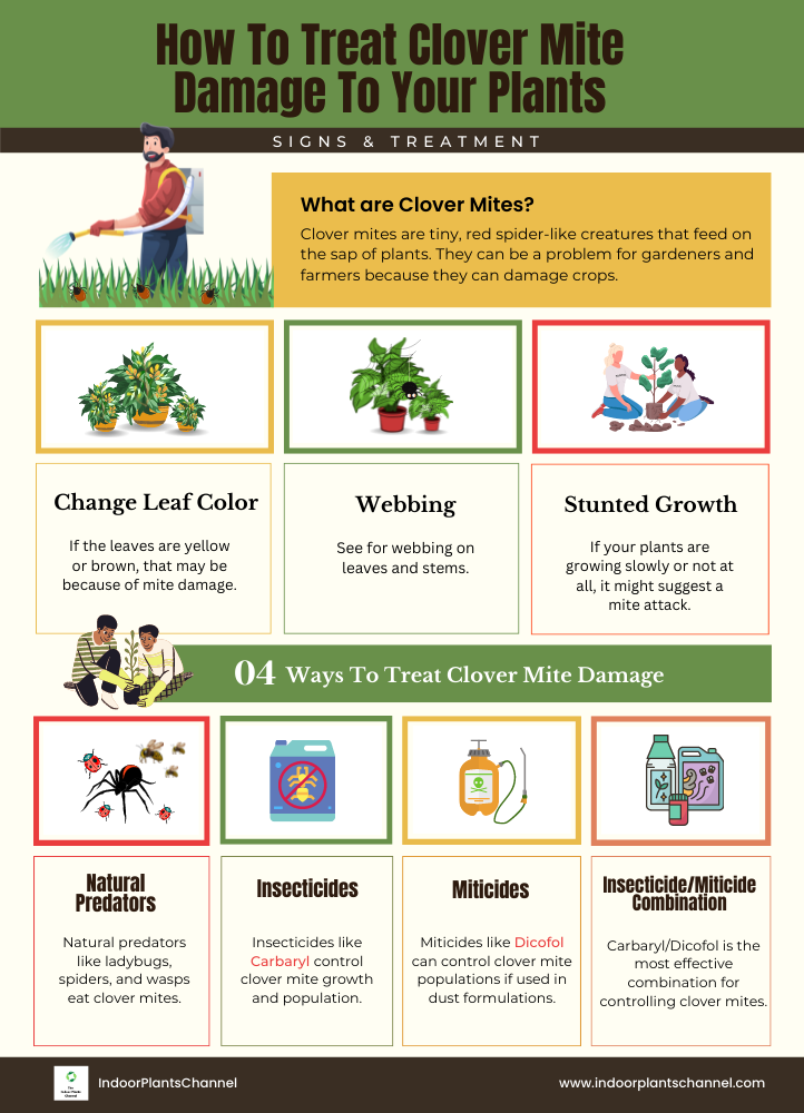 How Can You Treat Clover Mite Damage To Your Plants?