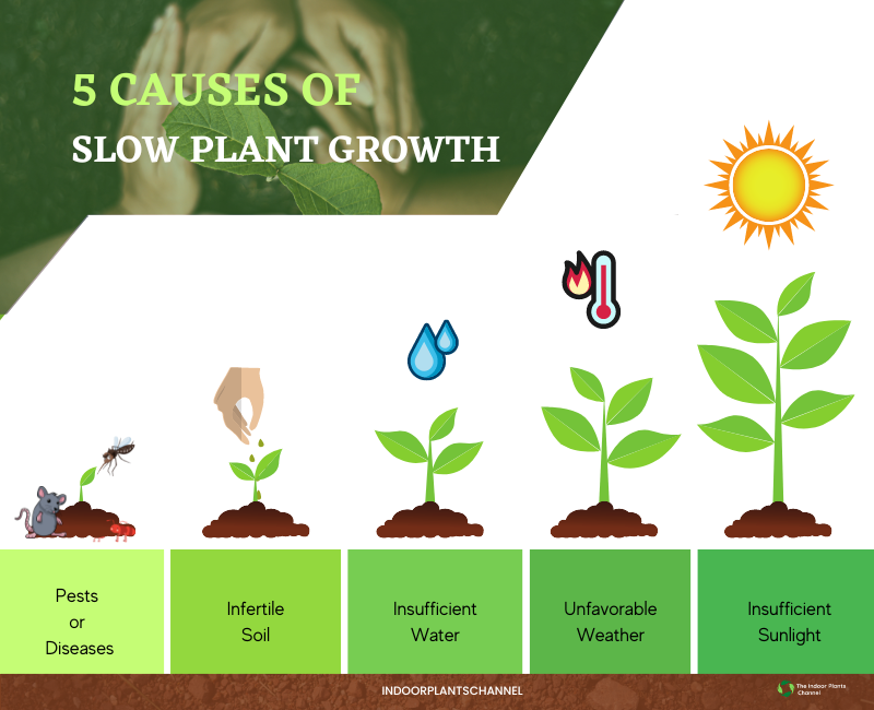 The Top 5 Reasons Your Plants Are Growing Slowly