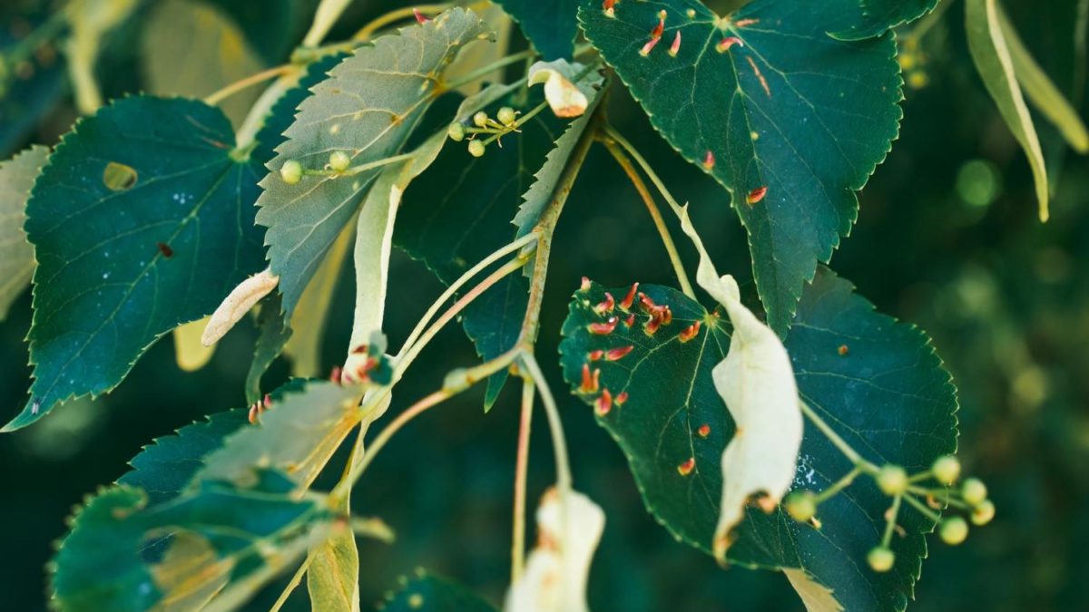 What Do Clover Mites Eat And Why Are They Attracted To Plants