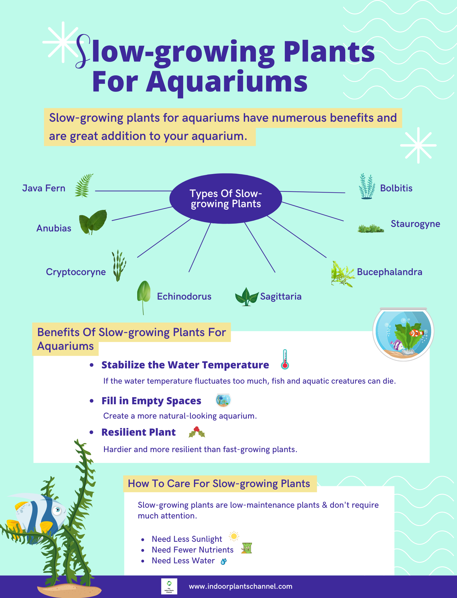 Different Types Of Slow-growing Plants For Aquariums