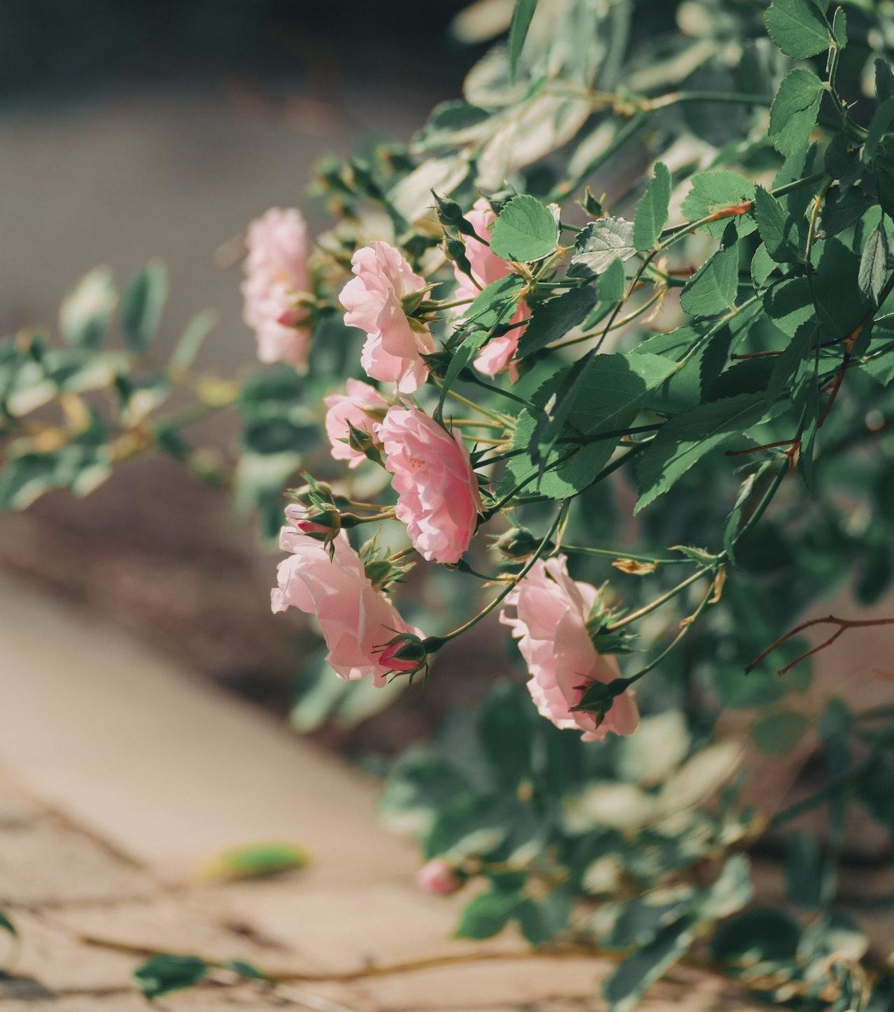 waxy leaf bush