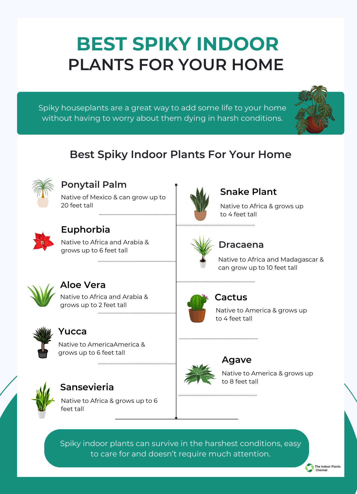 Best Spiky Indoor Plants For Your Home
