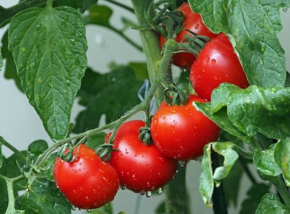 clover mites on tomato plants