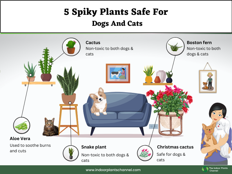 Spiky Plants That Are Safe for Dogs & Cats