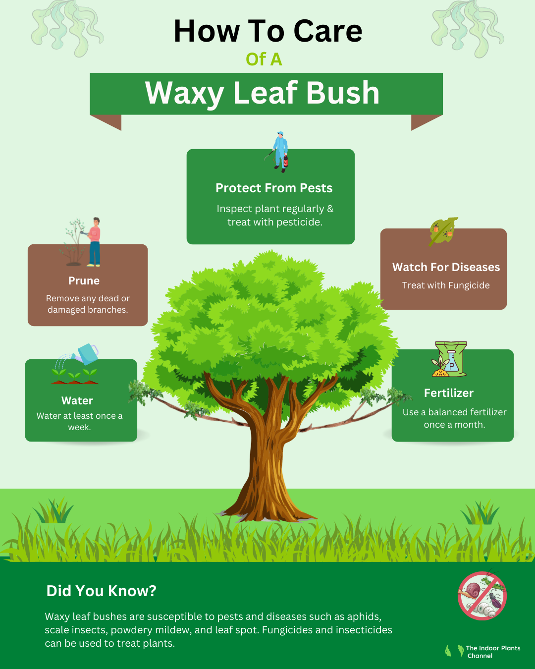 How To Care For A Waxy Leaf Bush