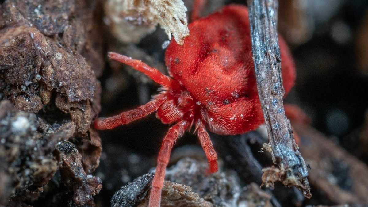 5 Things You Can Do To Get Rid Of Clover Mites And Protect Your Plants.