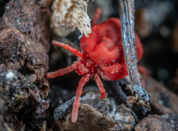 Clover mite