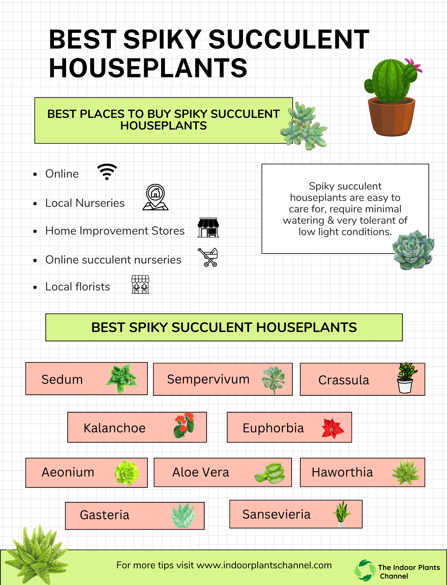 Different Types Of Spiky Succulent Houseplants