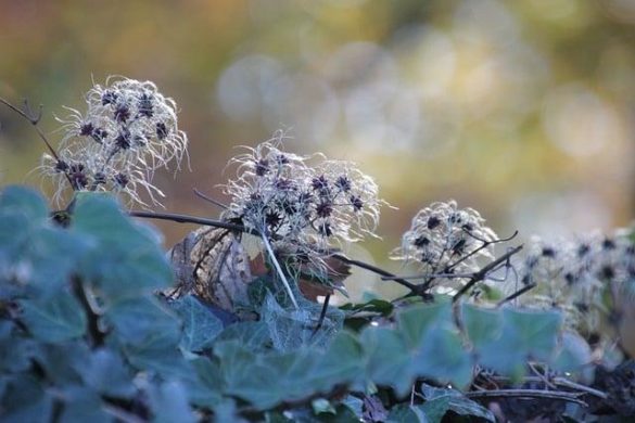 slow growing plants for landscaping