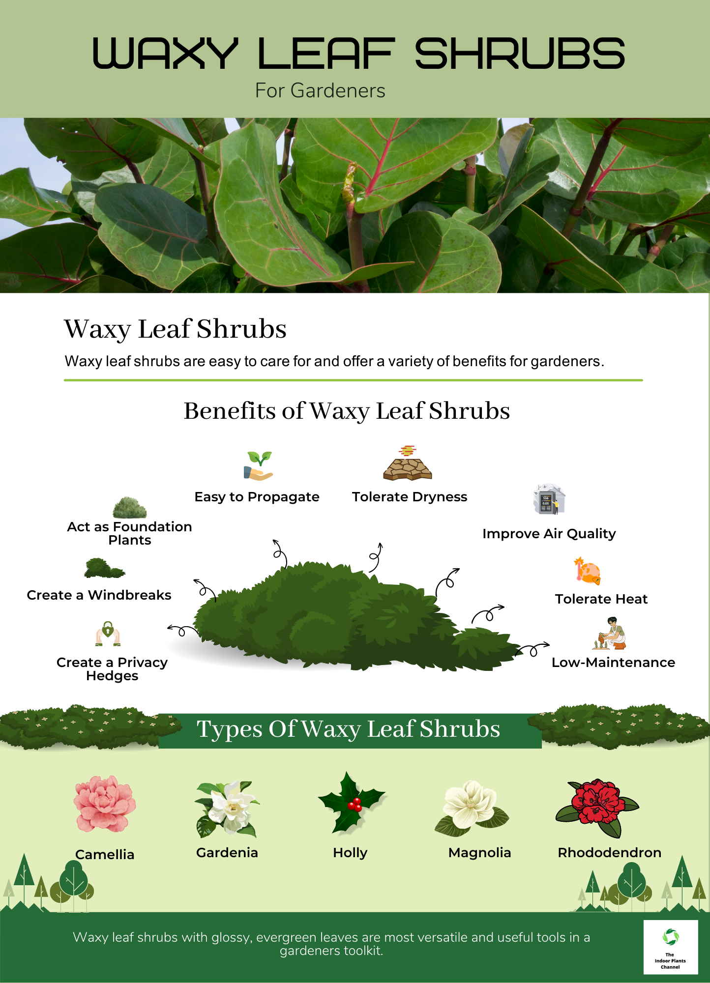 Benefits Of Waxy Leaf Shrubs For Gardeners 