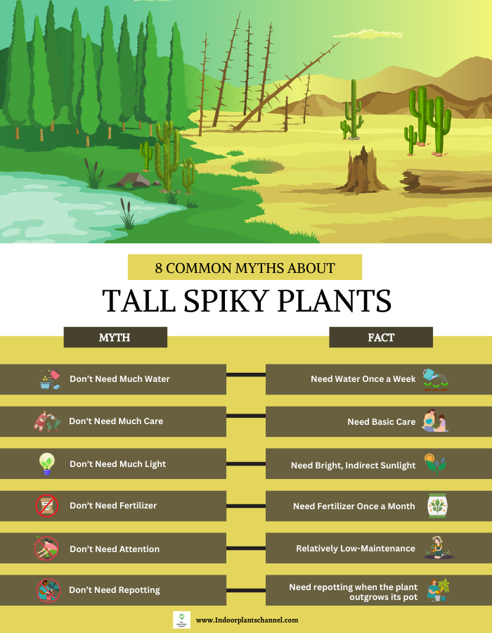 Common Misconceptions About Tall Spiky Houseplants