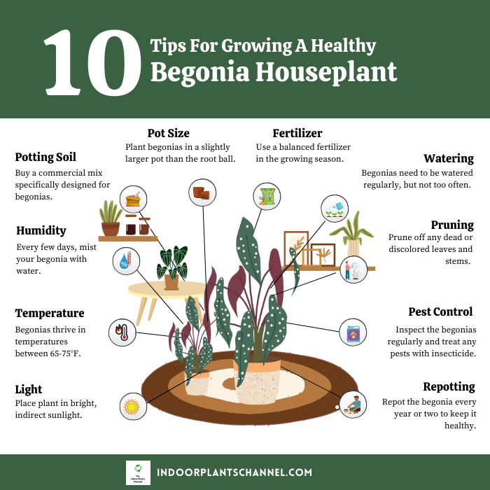 10 Tips For Growing A Healthy Begonia Houseplant.