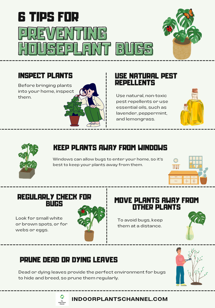 6 Tips For Preventing Houseplant Bugs