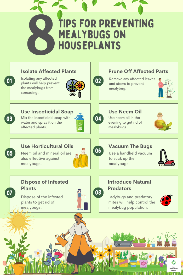 8 Tips For Preventing Mealybugs On Houseplants