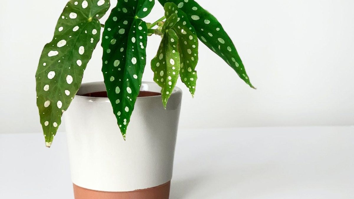 10 Tips For Growing A Healthy Begonia Houseplant