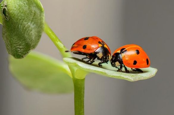 how to kill houseplant bugs