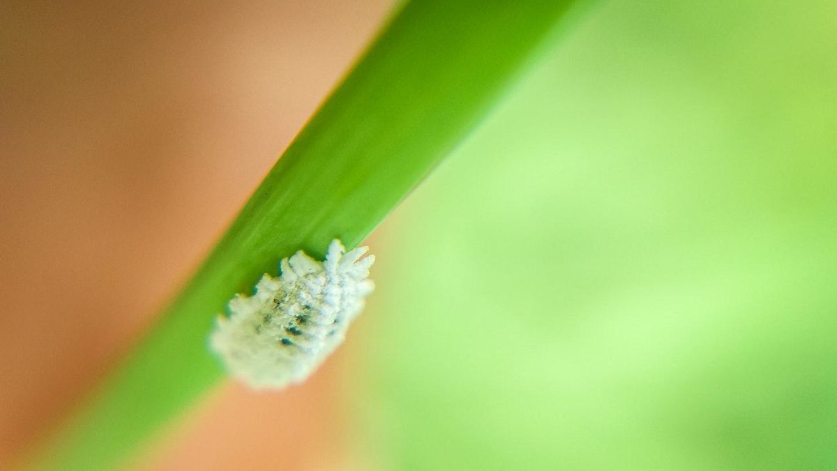 8 Tips For Preventing Mealybugs On Houseplants