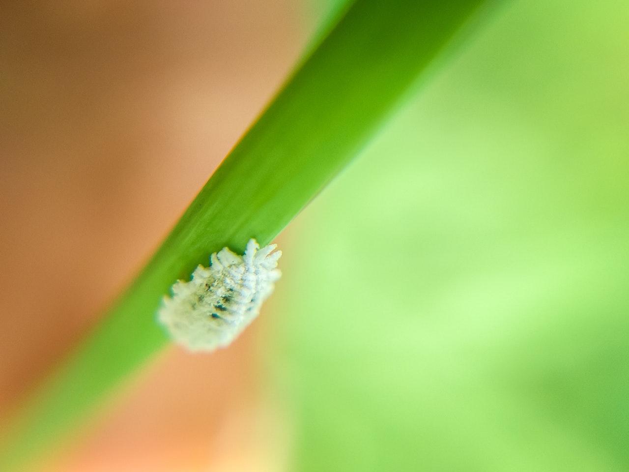 mealybug houseplant