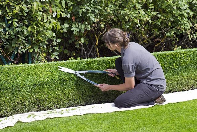 How To Trim A Waxy Leaf Hedge: A Step-By-Step Guide