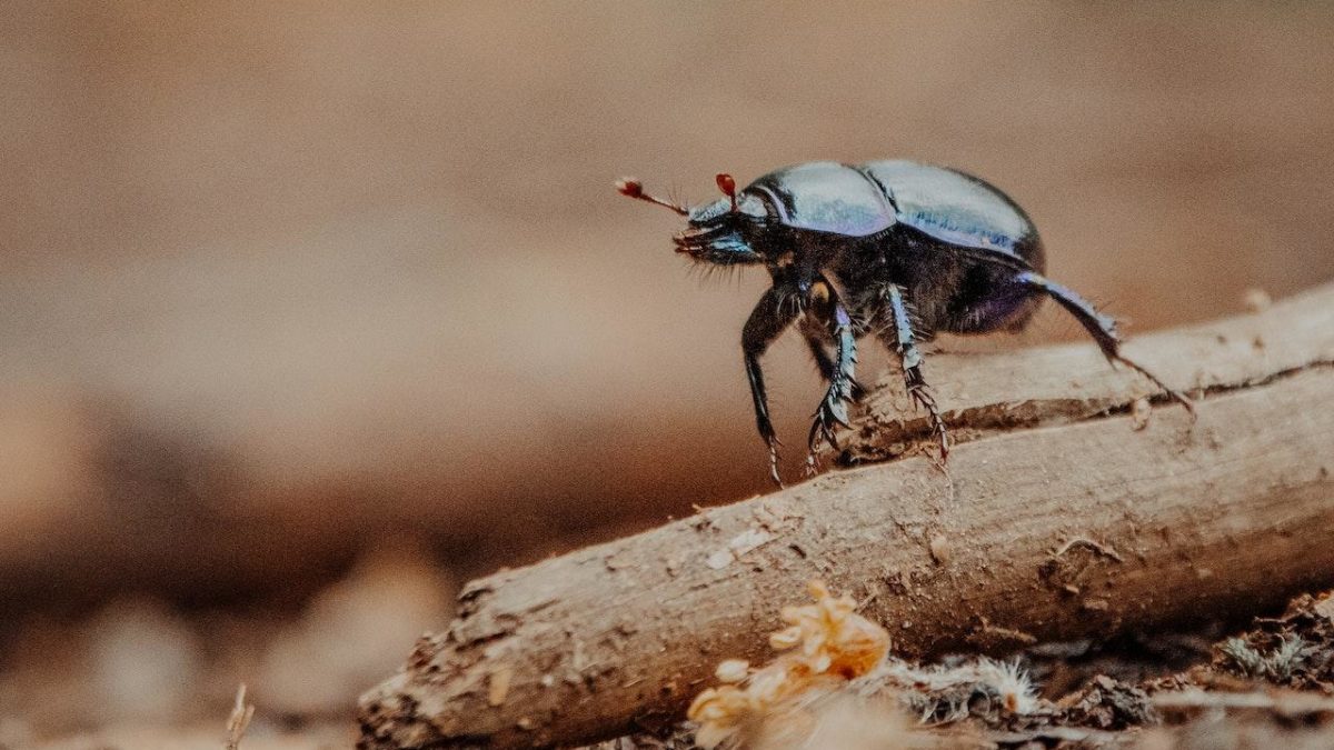 How To Identify And Get Rid Of Tiny Bugs In Houseplant Soil