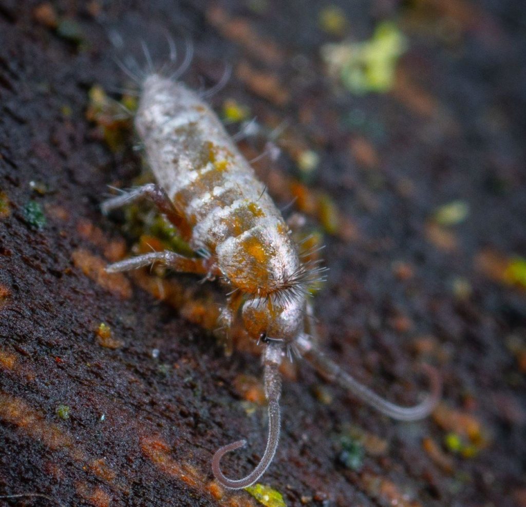 How To Identify And Get Rid Of Tiny Bugs In Houseplant Soil how-to-identify-and-get-rid-of-tiny-bugs-in-houseplant-soil