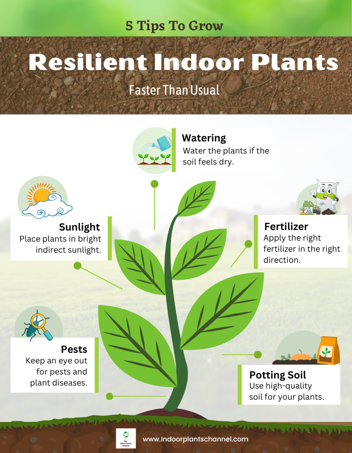 The Five Secrets To Growing Resilient Plants Indoors