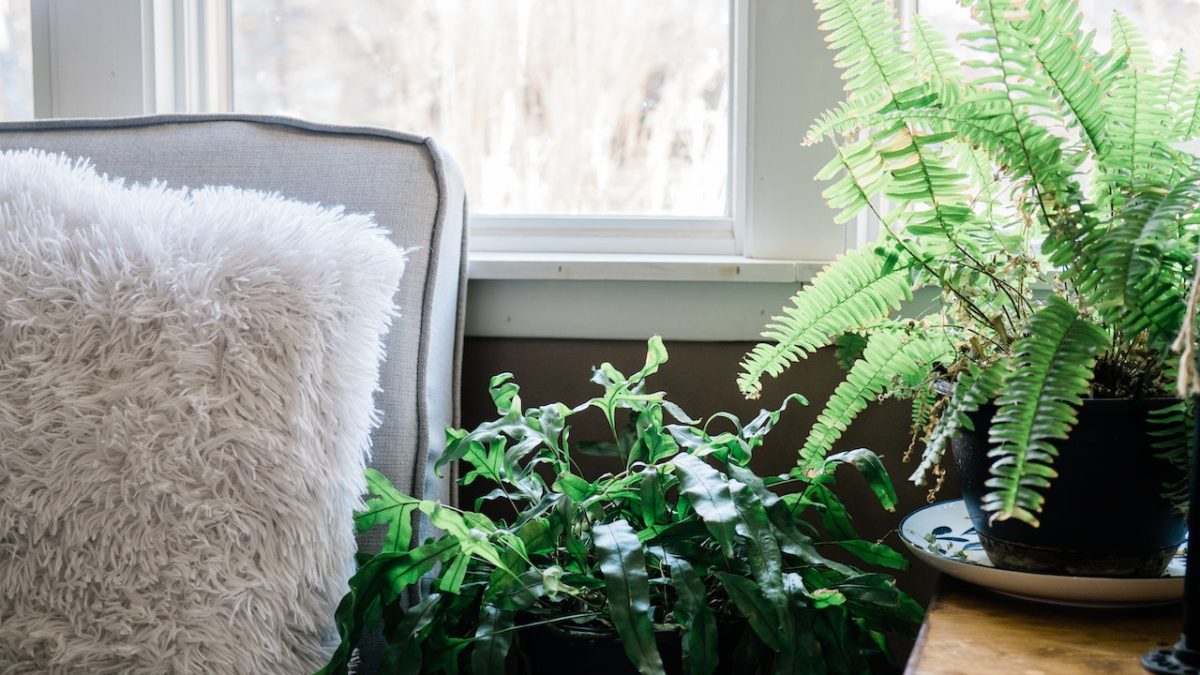 10 Creative Ideas For Decorating With Fern Houseplants