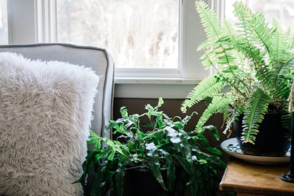 fern houseplant