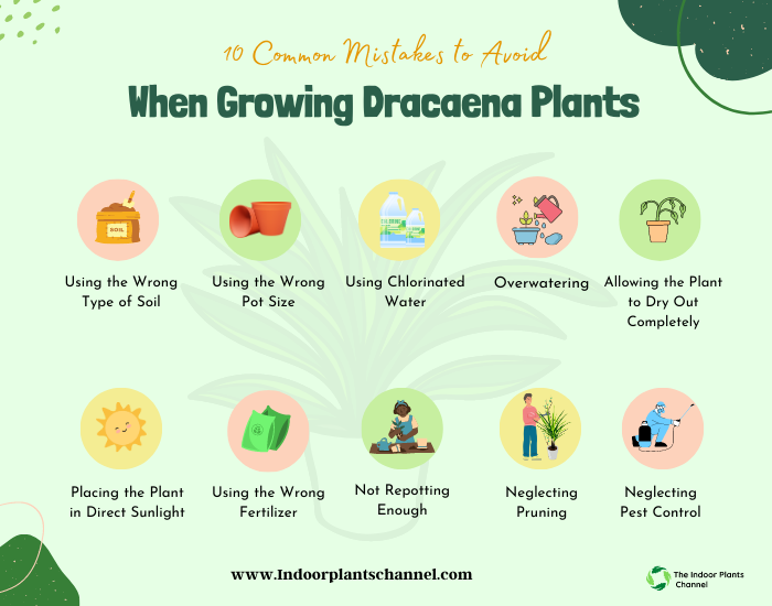 10 Common Mistakes to Avoid When Growing Dracaena Plants