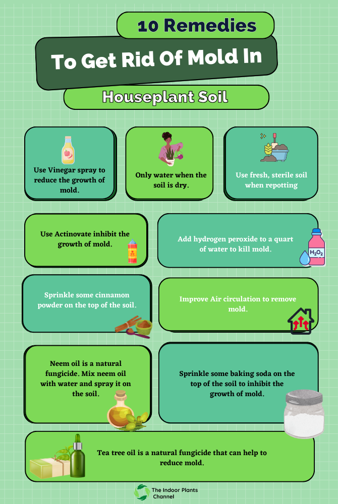 10 Remedies To Get Rid Of Mold In Houseplant Soil