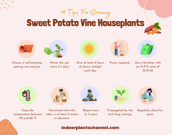 10 Tips For Growing Sweet Potato Vine Houseplants