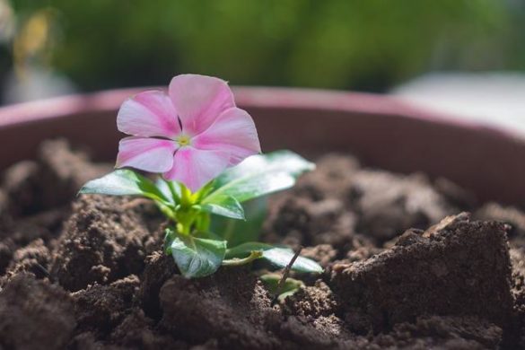 how to get rid of bugs in houseplant soil