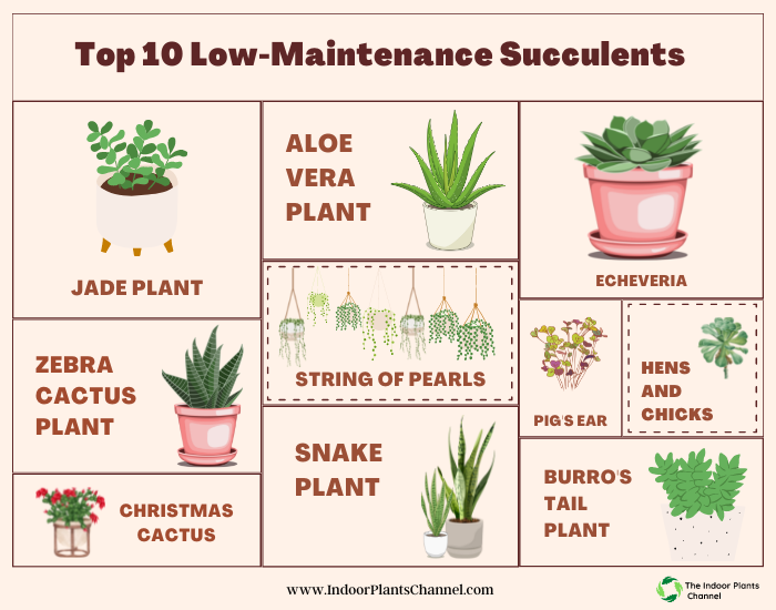 Top 10 Low-Maintenance Succulent Varieties for Beginners