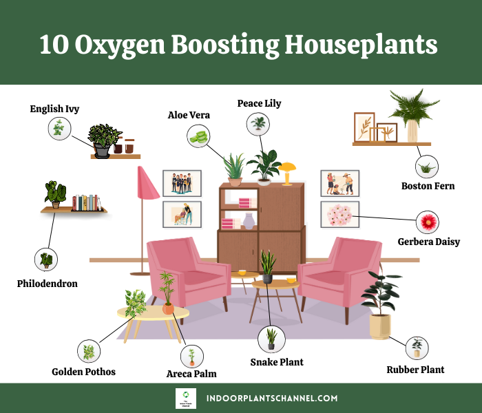 10 Houseplants You Need in Your Home to Boost Oxygen Levels