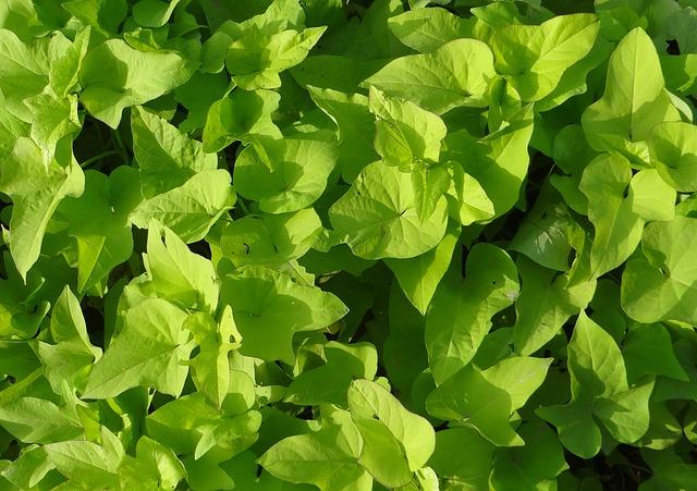 10 Tips For Growing Sweet Potato Vine Houseplants